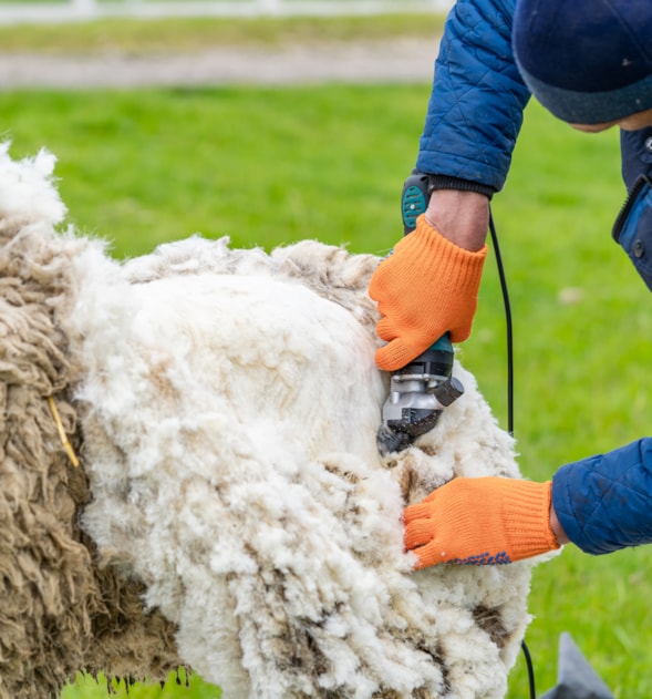 Livestock Groomer & Technician