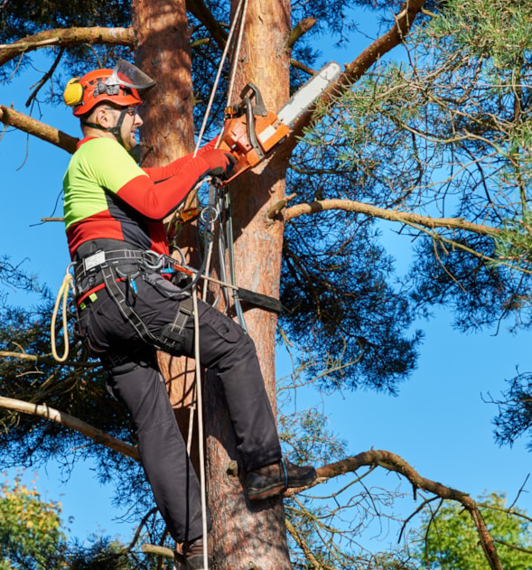 Arborist