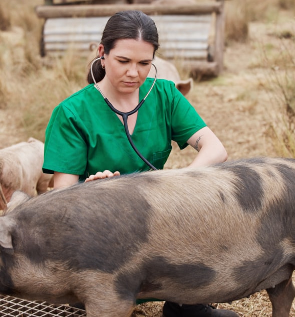 Veterinarian Technologist